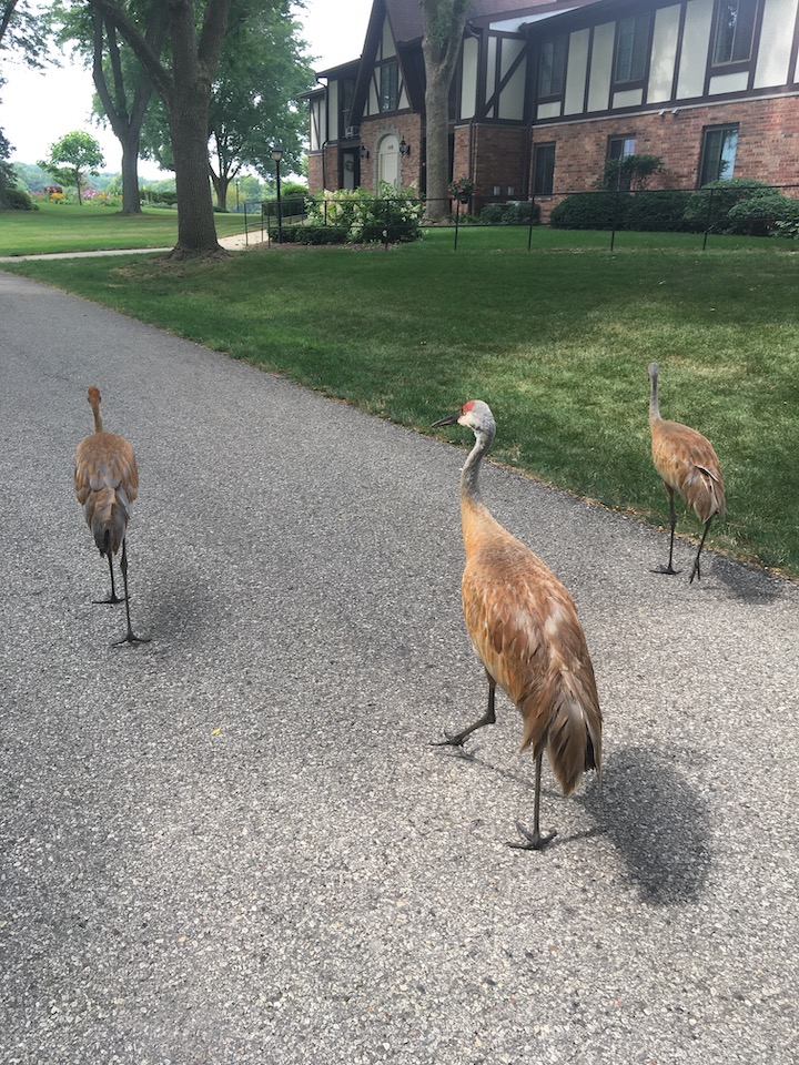 A photo of three Sandhill Cranes walking down a driveway